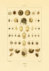 Ovologie